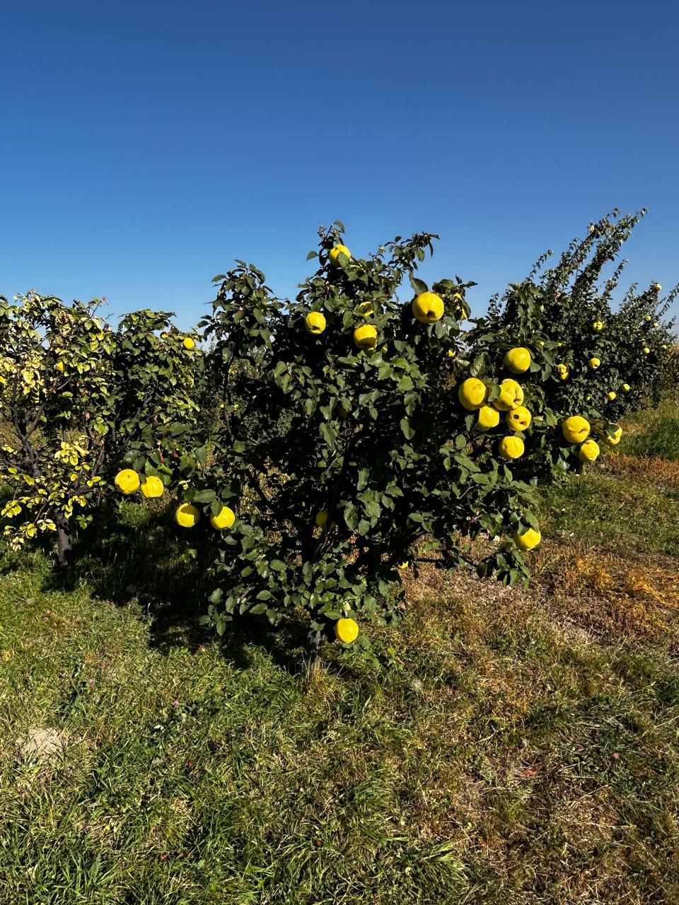 Կարեն Գևորգյան ԱՁ logo