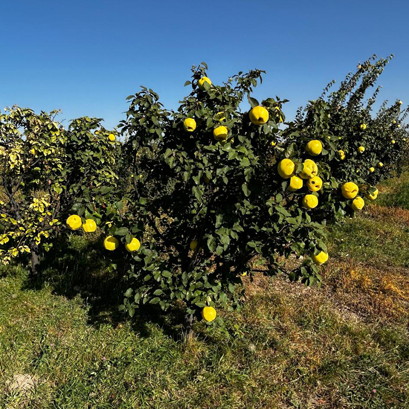 Կարեն Գևորգյան ԱՁ logo