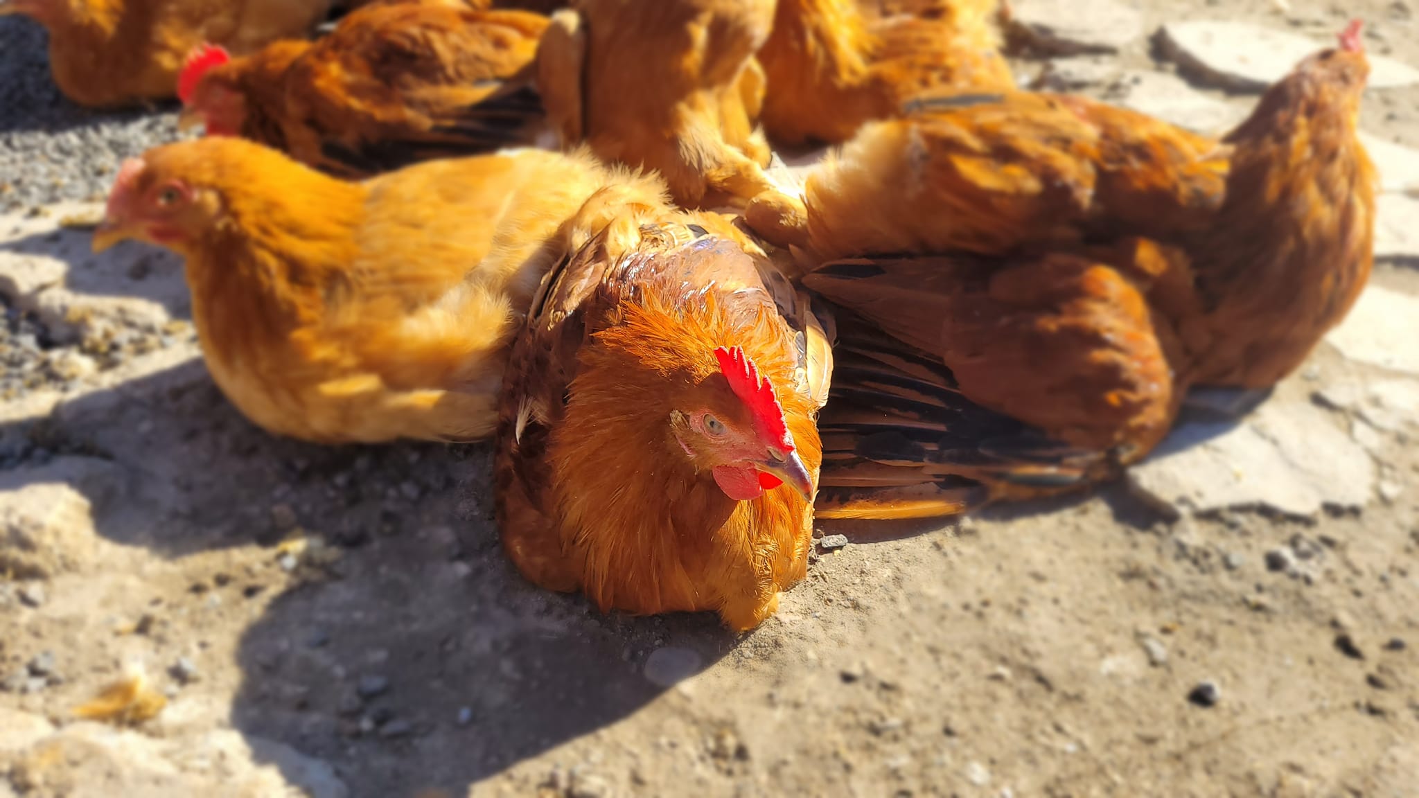 Գիտելիքի և հմտությունների կատարելագործում Լեռնային Ղարաբաղից տեղահանված անձանց համար՝ գյուղատնտեսական գործունեություն սկսելու նպատակով - նկարներ 9