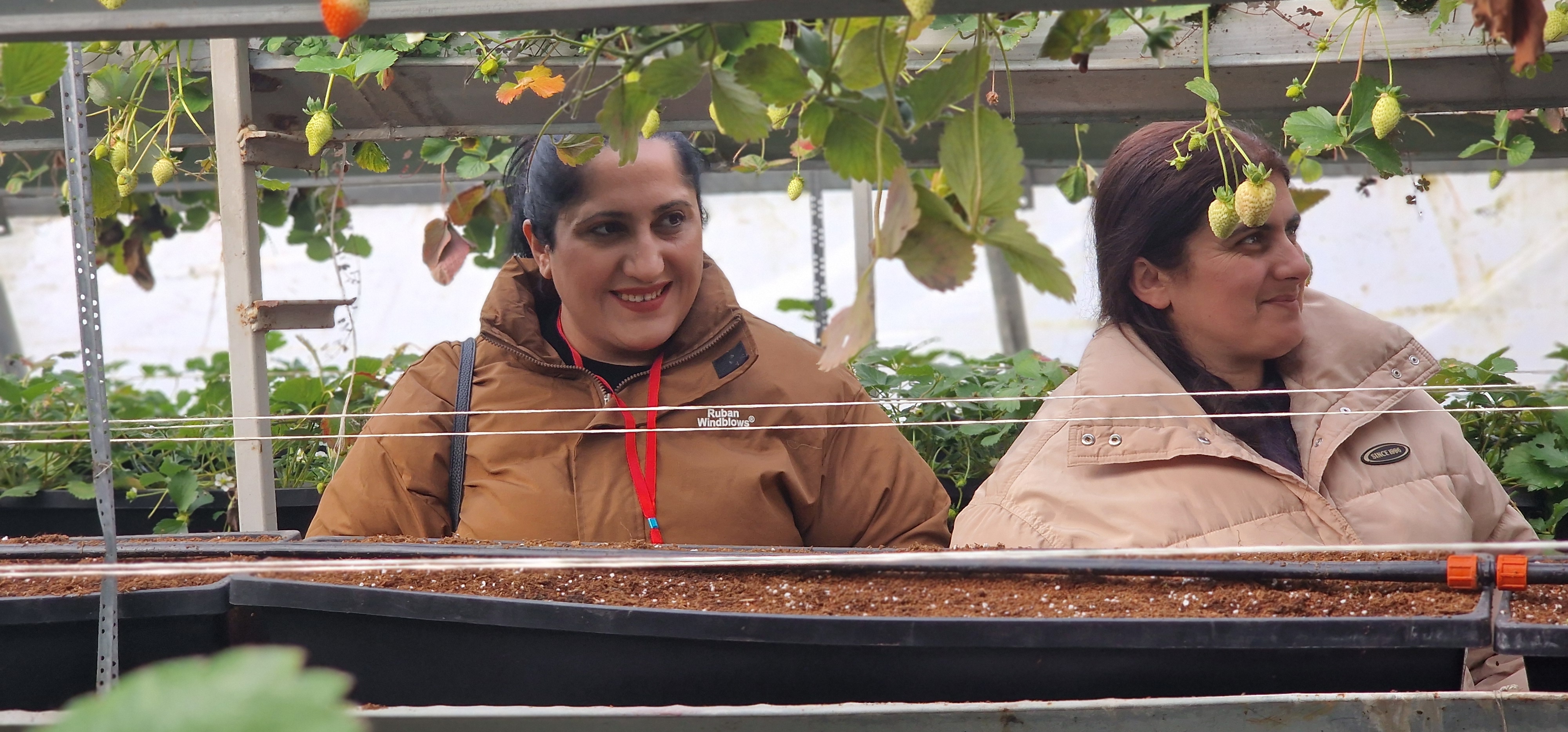 Կանաչ / օրգանական ելակի արտադրություն - նկարներ 7