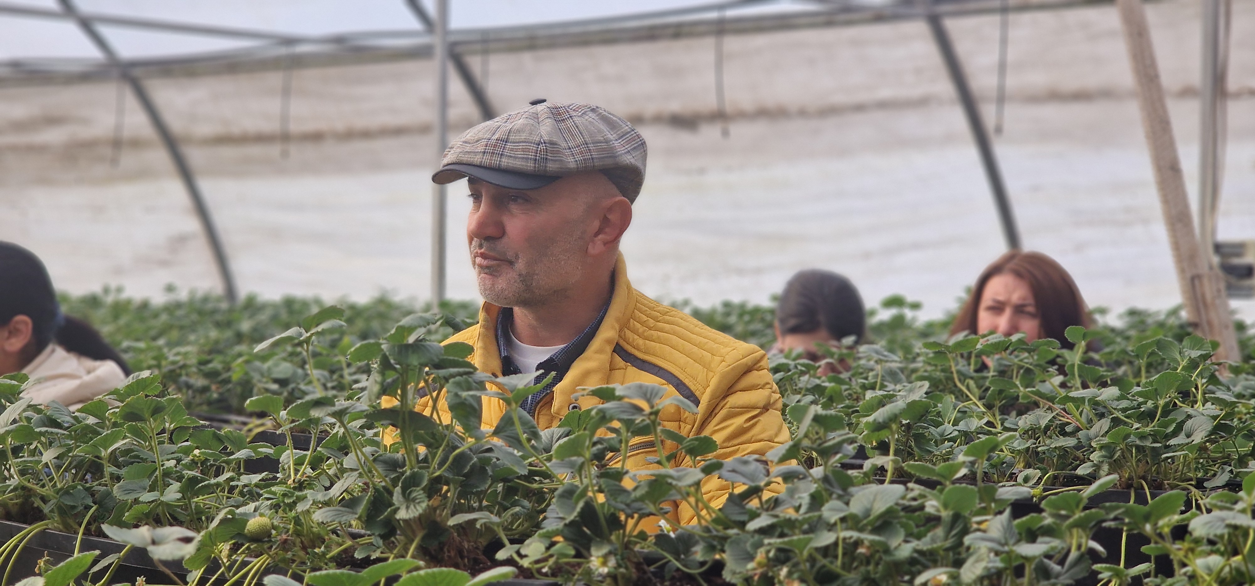 Կանաչ / օրգանական ելակի արտադրություն - նկարներ 8